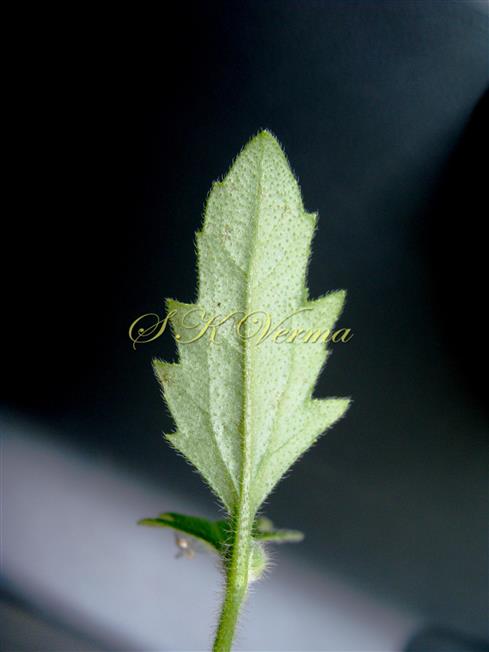  Leaf